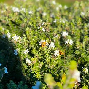 Meet your Posher, Thea